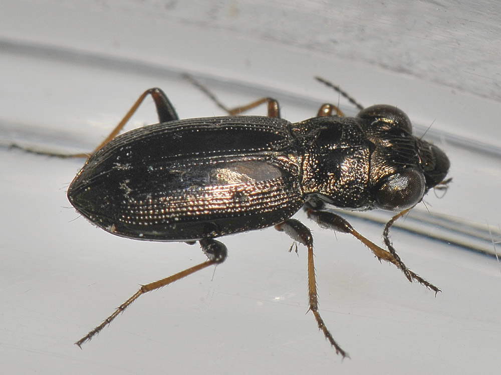Notiophilus rufipes (cf.) - Carabidae